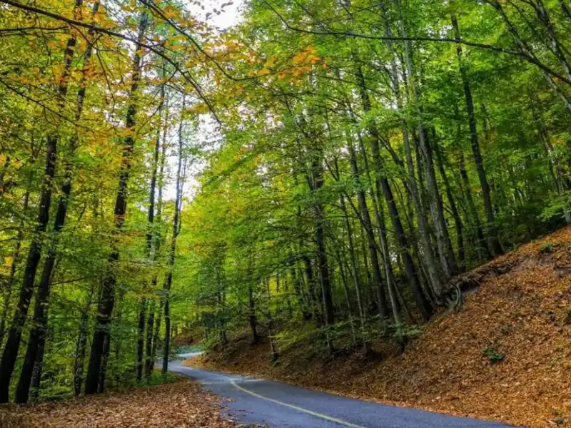 جنگل‌های هیرکانی گرگان؛ میراث جهانی یونسکو