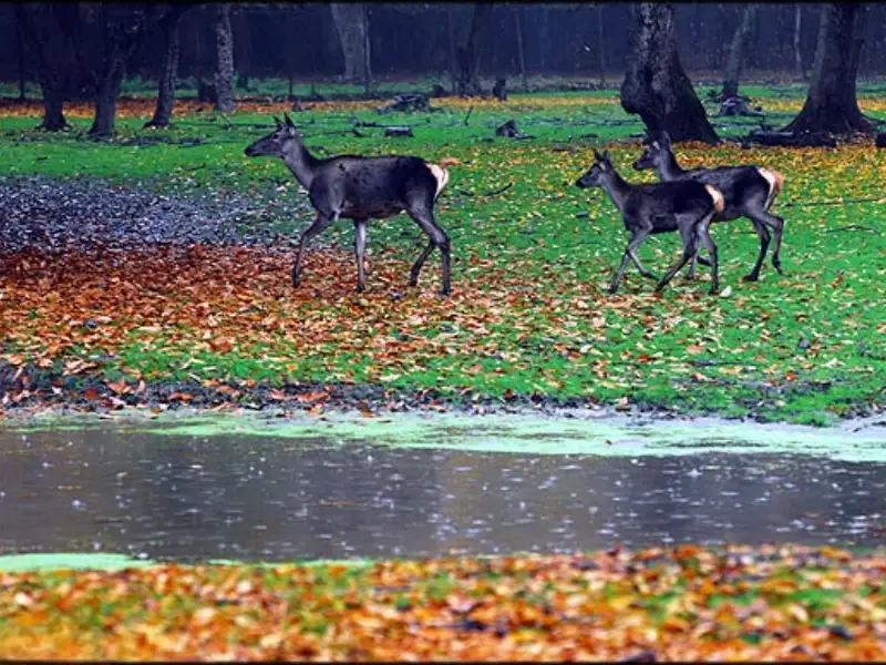 پارک جنگلی قرق؛ مکانی مناسب برای پیکنیک و تماشای حیاتوحش پارک جنگلی قرق؛ مکانی مناسب برای پیکنیک و تماشای حیاتوحش