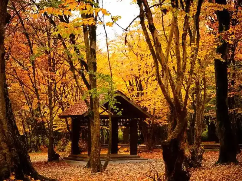 جنگل ناهارخوران؛ نگینی سبز در جنوب گرگان